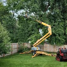Best Tree Removal  in Northville, NY