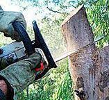 Best Tree Health Inspection  in Northville, NY