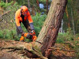 Best Tree Cabling and Bracing  in Northville, NY