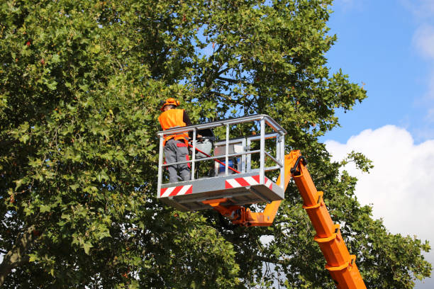 Northville, NY Tree Removal Company