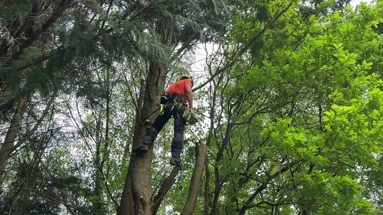Best Grass Overseeding  in Northville, NY