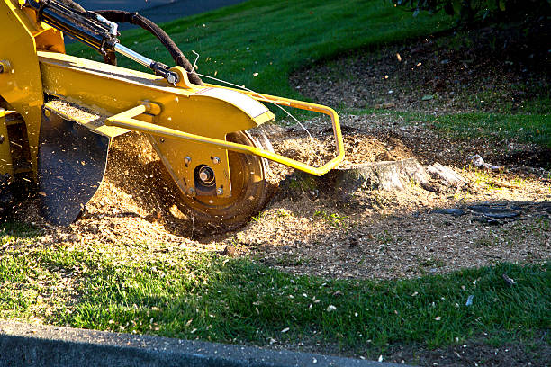 Professional Tree Removal in Northville, NY