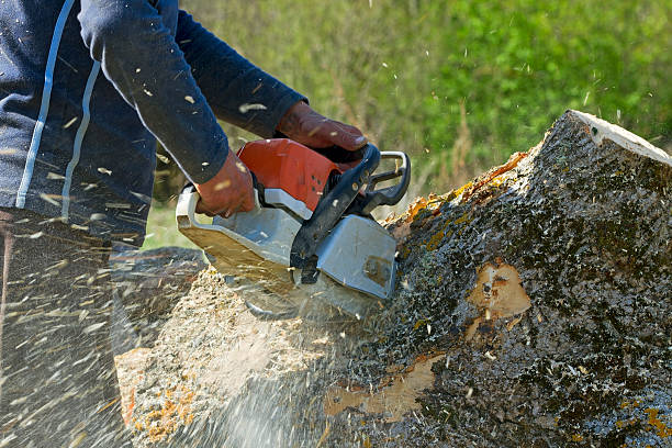 Best Tree Trimming and Pruning  in Northville, NY